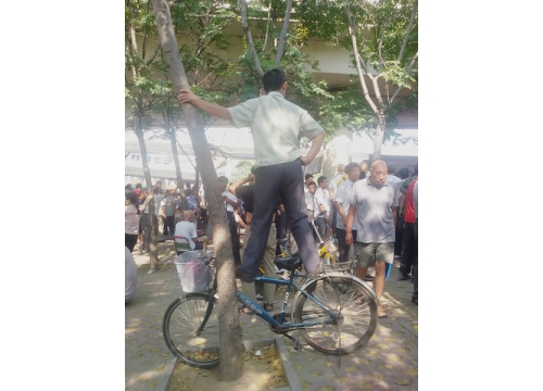 《大石桥有戏》王希玲收徒现场有多火？数数多少人爬到了树上看 (https://www.hnyixiao.cn/) 校内新闻 第8张